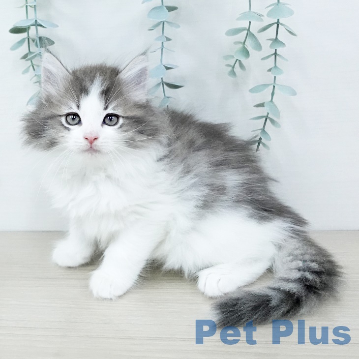 ノルウェージャンフォレストキャットの写真2