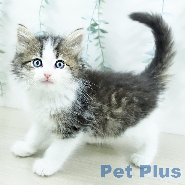 ノルウェージャンフォレストキャット