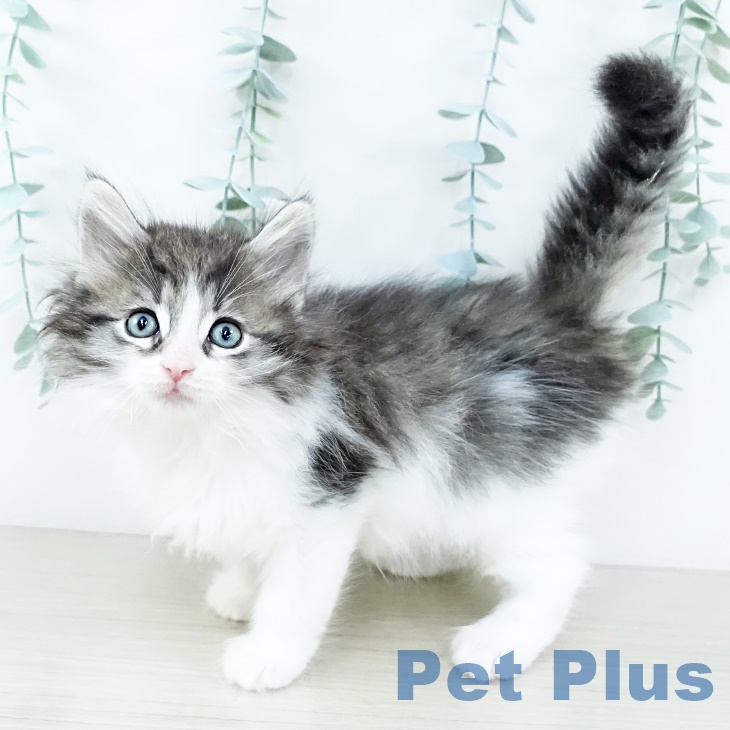 ノルウェージャンフォレストキャットの写真2