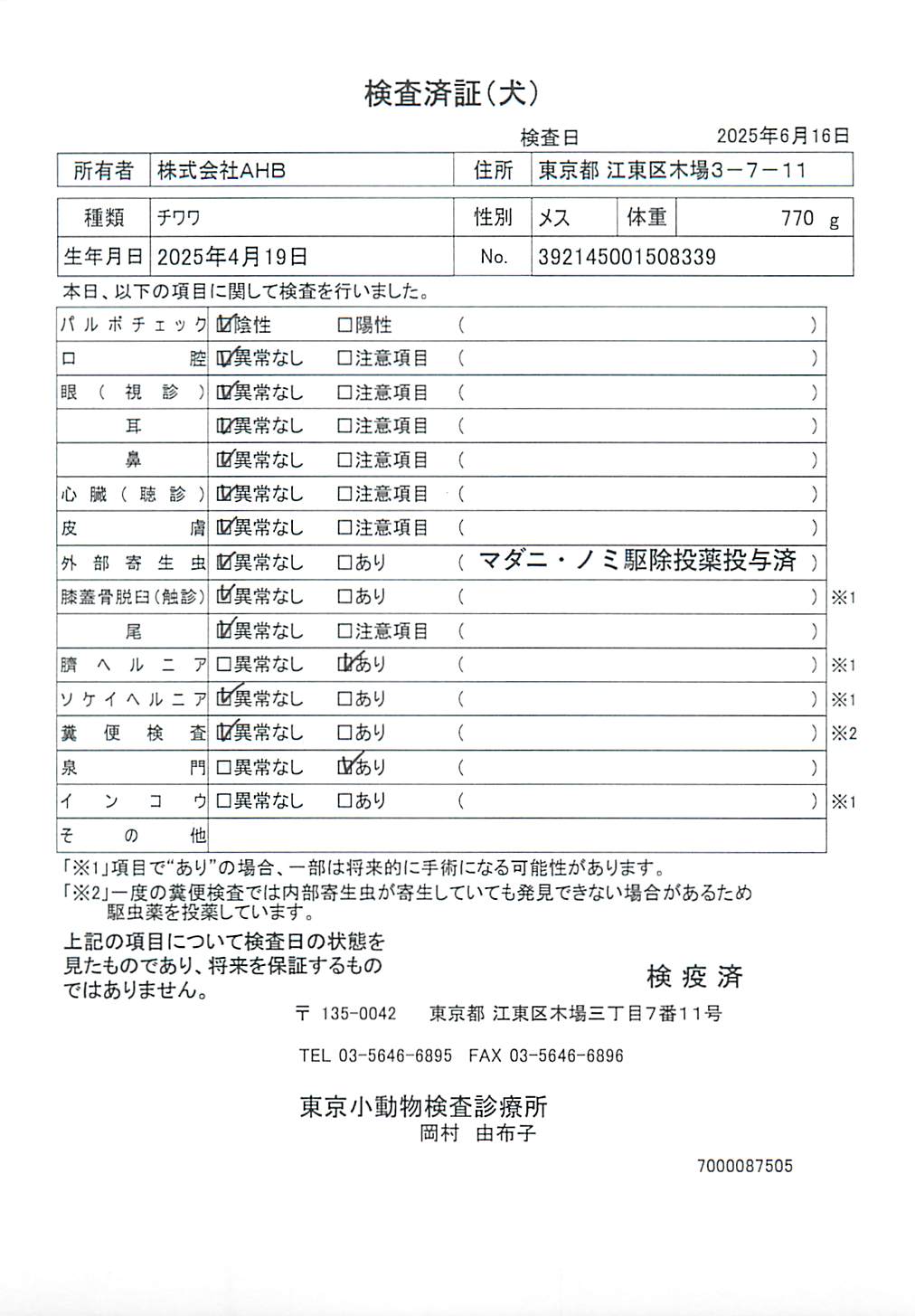 チワワ