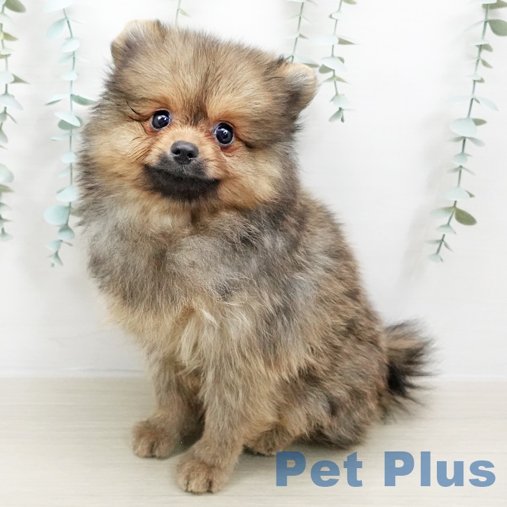 千葉県のポメラニアン (ペットプラス柏店/2025年4月23日生まれ/男の子/オレンジ)の子犬