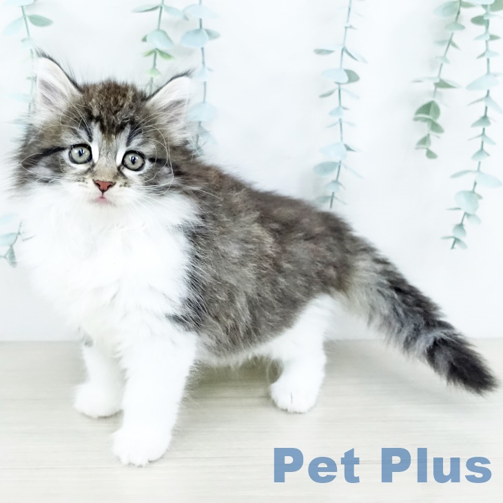 ノルウェージャンフォレストキャット
