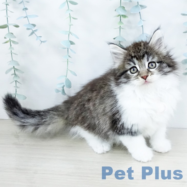 ノルウェージャンフォレストキャットの写真2