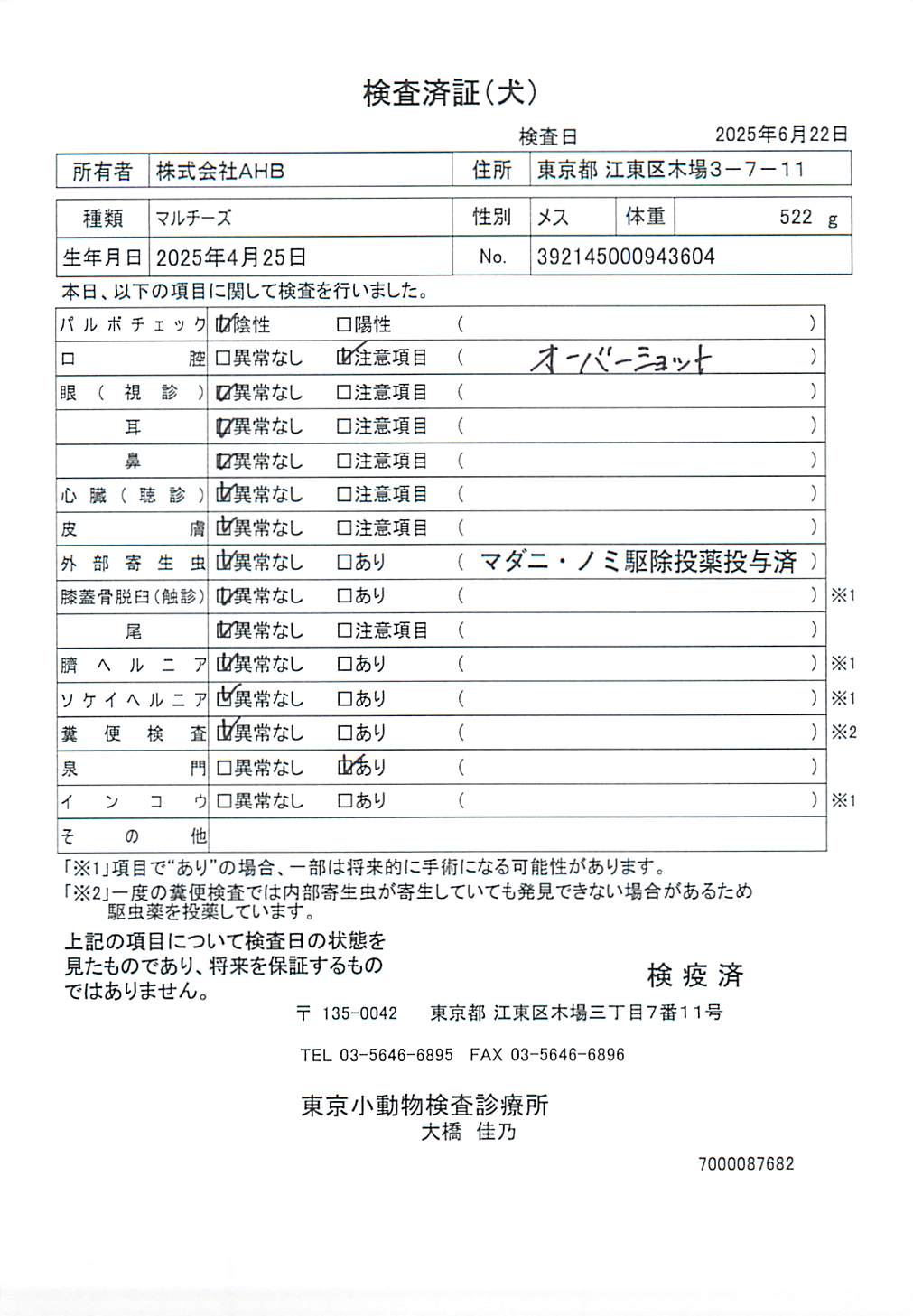 マルチーズ