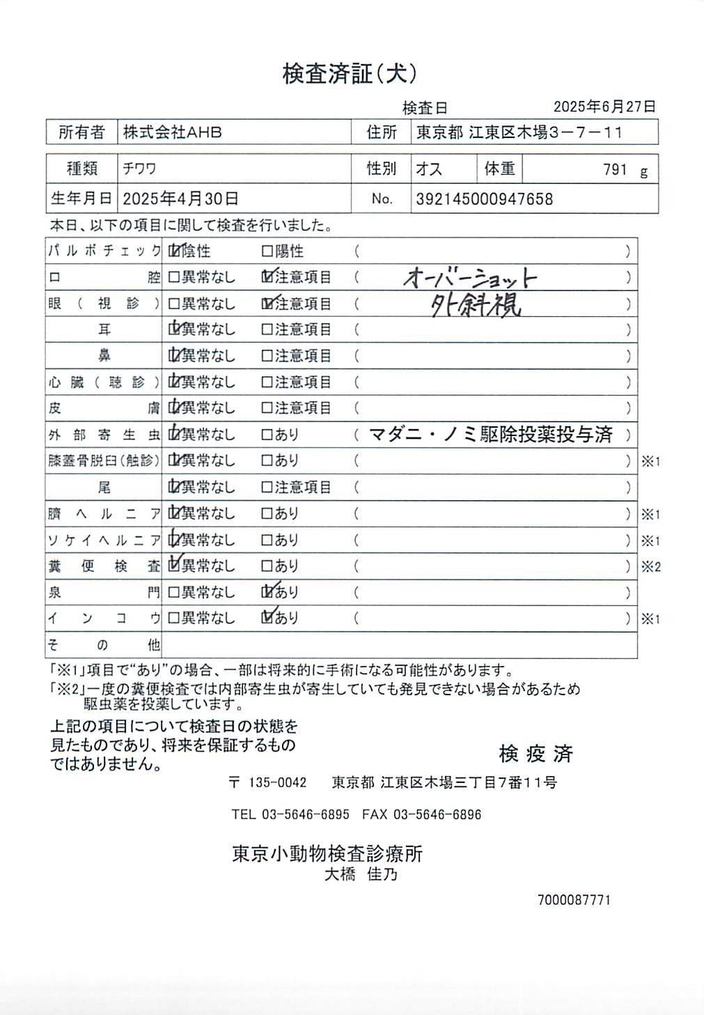 チワワ