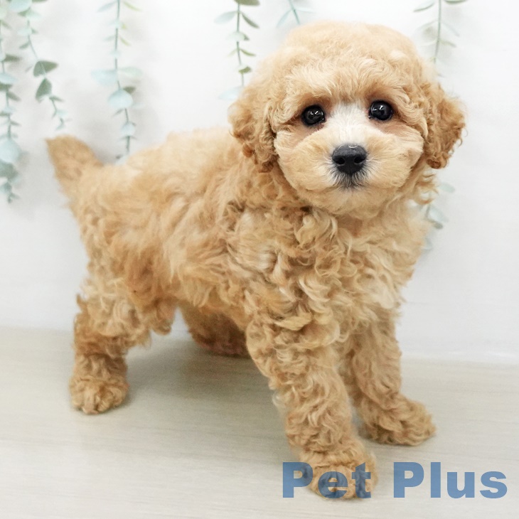 三重県のトイプードル(トイ) (ペットプラス桑名店/2025年4月29日生まれ/男の子/アプリコット)の子犬の1枚目の画像