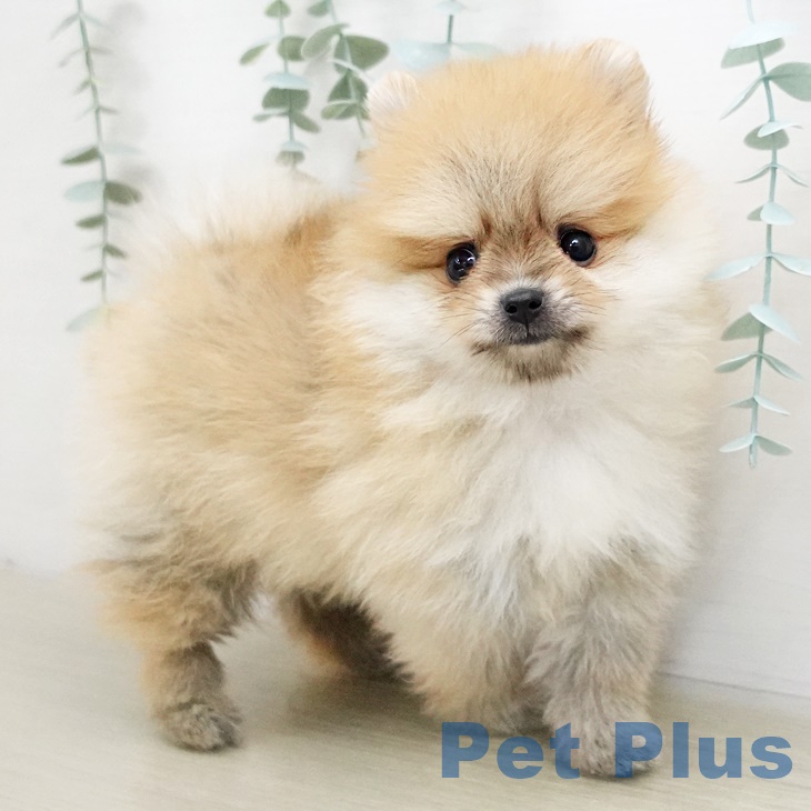 茨城県のポメラニアン (ペットプラスつくば店/2025年4月26日生まれ/男の子/オレンジ)の子犬の1枚目の画像