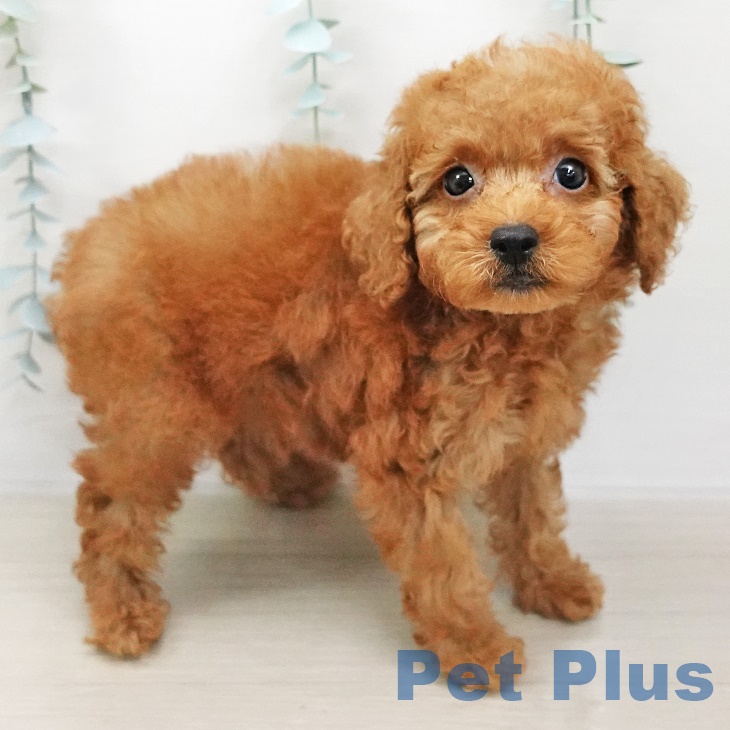 茨城県のトイプードル(トイ) (ペットプラス阿見店/2025年5月3日生まれ/男の子/レッド)の子犬の1枚目の画像