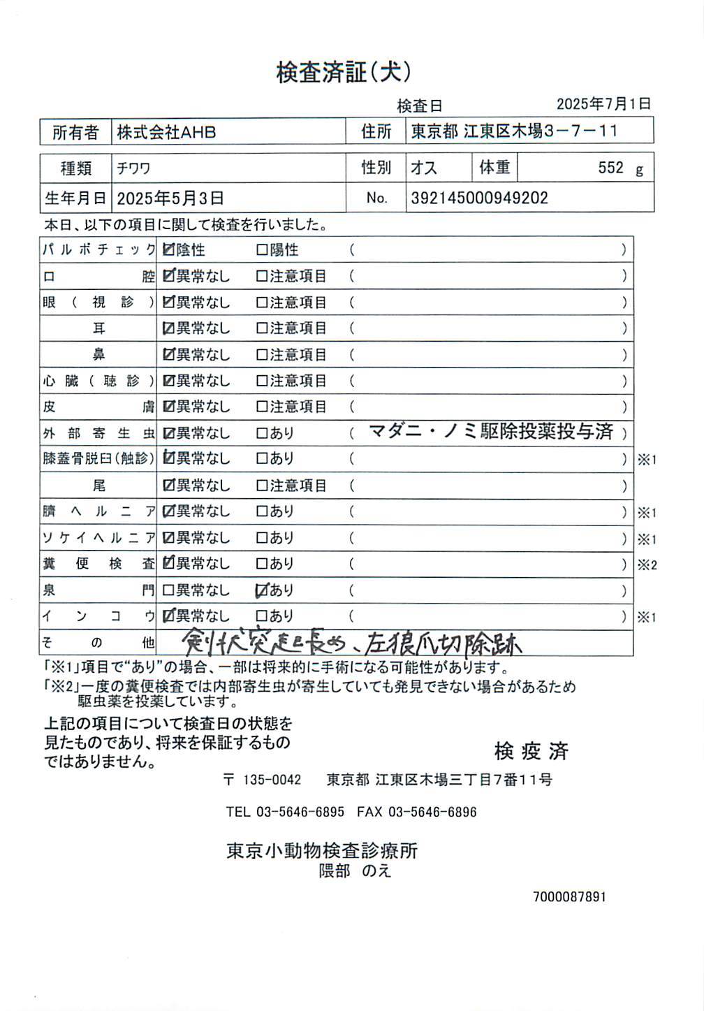 チワワ