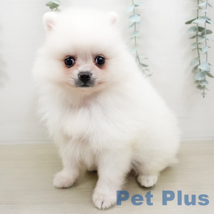 神奈川県のポメラニアン (ペットプラス武蔵小杉店/2025年5月4日生まれ/男の子/クリーム)の子犬の1枚目の画像