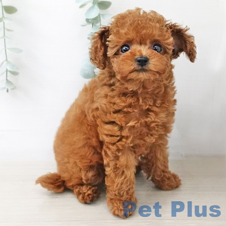 山形県のトイプードル(トイ) (ペットプラス天童店/2025年5月5日生まれ/女の子/レッド)の子犬の1枚目の画像