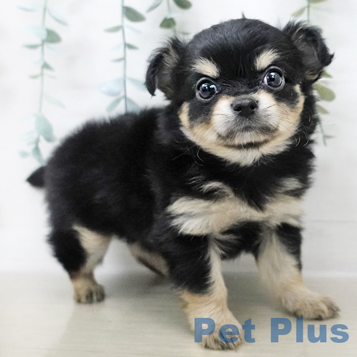 茨城県のチワワ(ロング) (ペットプラスつくば店/2025年5月8日生まれ/女の子/ブラックタン)の子犬の1枚目の画像
