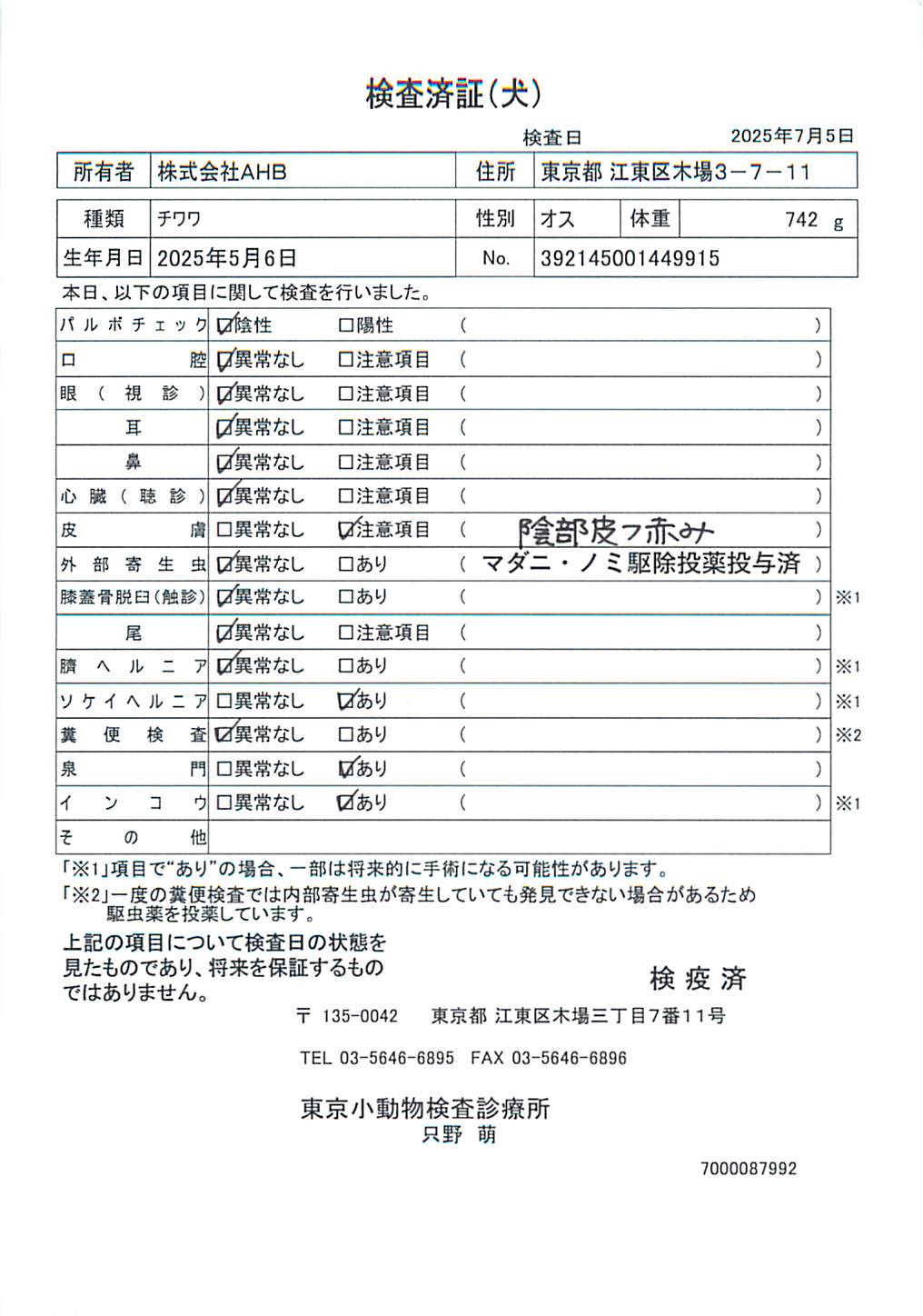 チワワ