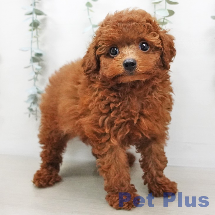 埼玉県のトイプードル(トイ) (ペットプラス新座店/2025年5月6日生まれ/男の子/レッド)の子犬の1枚目の画像