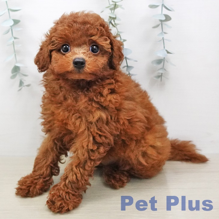 埼玉県のトイプードル(トイ) (ペットプラス新座店/2025年5月6日生まれ/男の子/レッド)の子犬の2枚目の画像