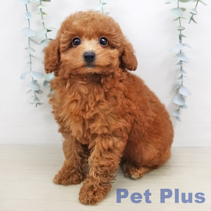 埼玉県のトイプードル(トイ) (ペットプラス川口店/2025年5月9日生まれ/男の子/レッド)の子犬の1枚目の画像