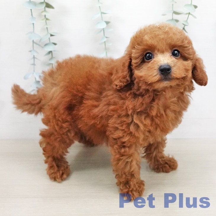 埼玉県のトイプードル(トイ) (ペットプラス川口店/2025年5月9日生まれ/男の子/レッド)の子犬の2枚目の画像