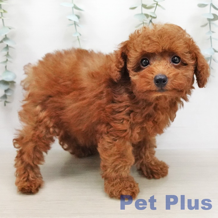 宮城県のトイプードル(トイ) (ペットプラス名取店/2025年5月9日生まれ/男の子/レッド)の子犬