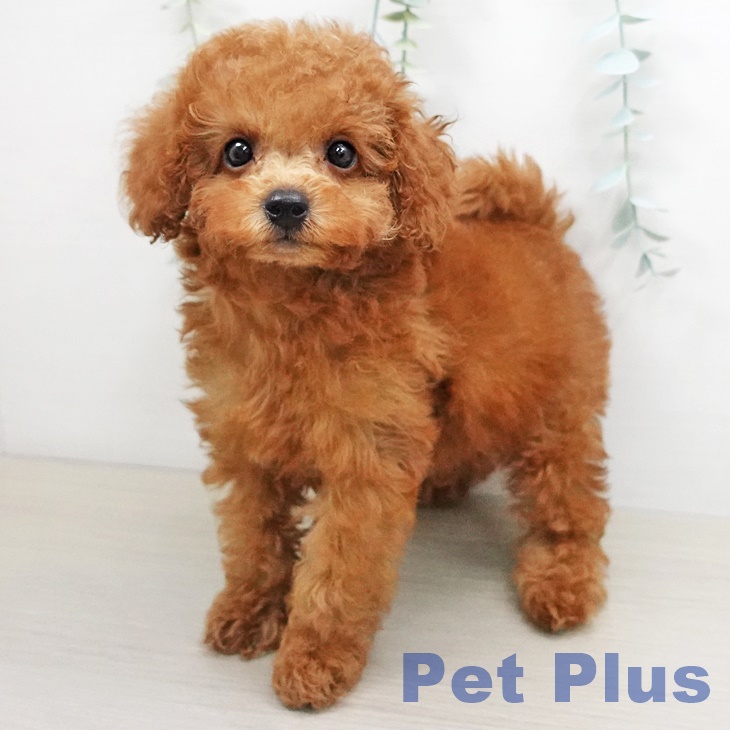 埼玉県のトイプードル(トイ) (ペットプラス羽生店/2025年5月9日生まれ/男の子/レッド)の子犬の1枚目の画像