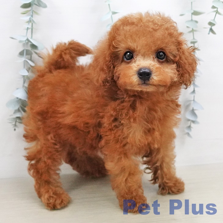 埼玉県のトイプードル(トイ) (ペットプラス羽生店/2025年5月9日生まれ/男の子/レッド)の子犬の2枚目の画像