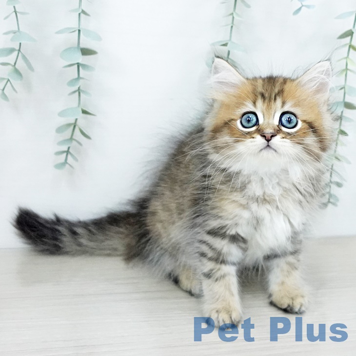 ペルシャ
