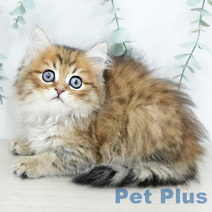 茨城県のペルシャ (ペットプラスつくば店/2025年5月9日生まれ/男の子/チンチラゴールデン)の子猫の1枚目の画像
