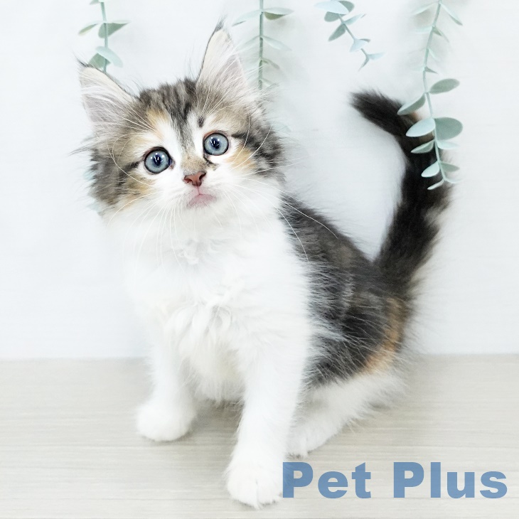 ノルウェージャンフォレストキャット