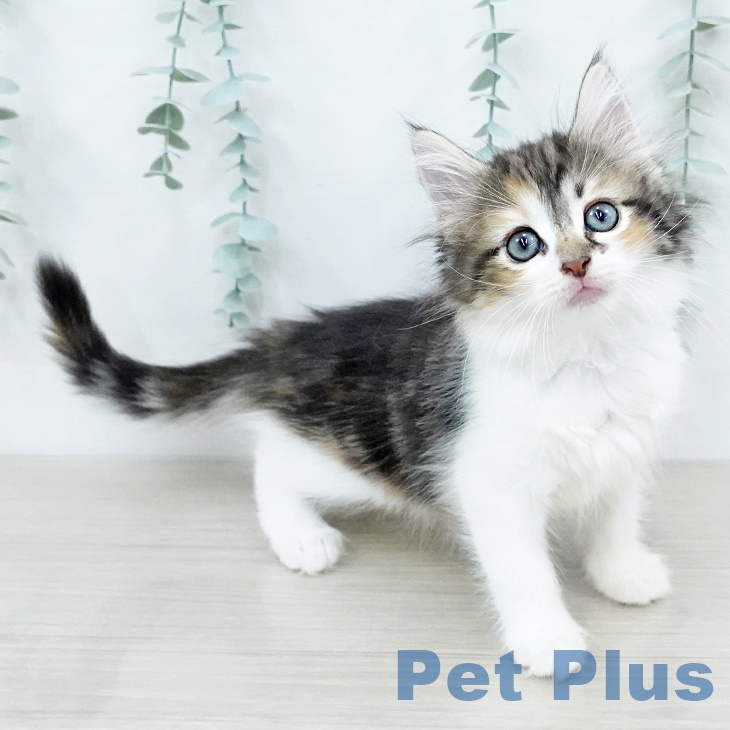 ノルウェージャンフォレストキャットの写真2