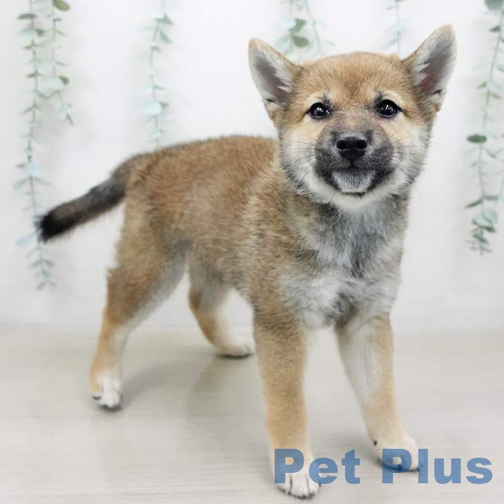 茨城県の柴犬(標準サイズ) (ペットプラスつくば店/2025年5月18日生まれ/女の子/赤)の子犬の2枚目の画像