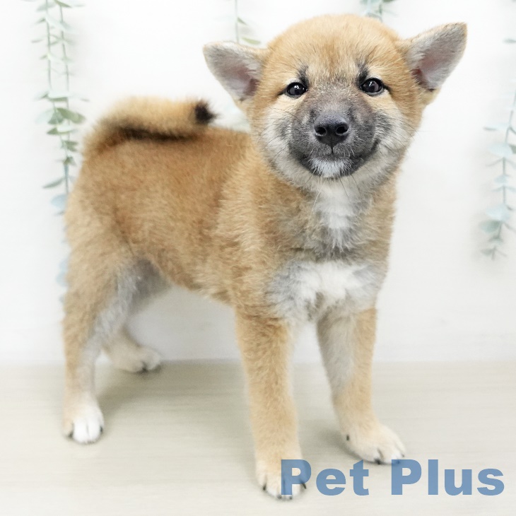 埼玉県の柴犬(標準サイズ) (ペットプラス上尾店/2025年5月22日生まれ/男の子/赤)の子犬の1枚目の画像