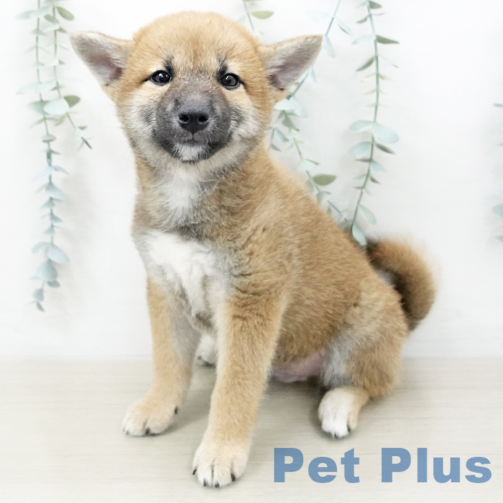 埼玉県の柴犬(標準サイズ) (ペットプラス上尾店/2025年5月22日生まれ/男の子/赤)の子犬の2枚目の画像