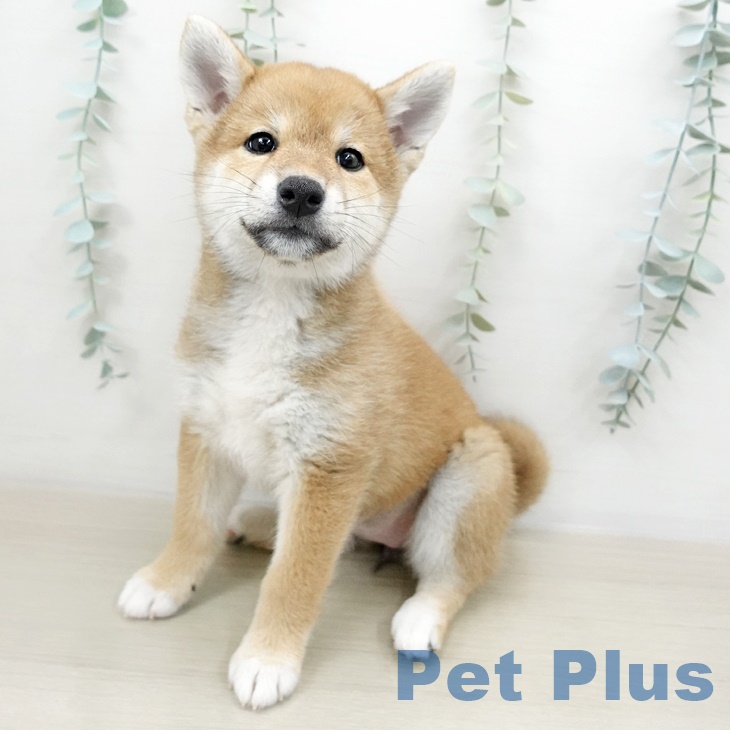 埼玉県の柴犬(標準サイズ) (ペットプラス八潮店/2025年5月22日生まれ/女の子/赤)の子犬の1枚目の画像