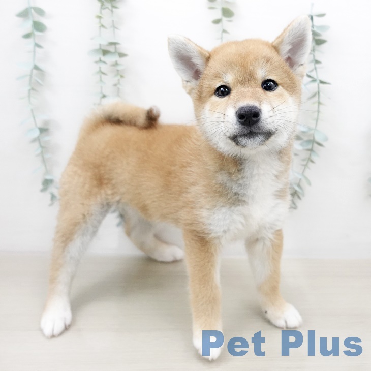 埼玉県の柴犬(標準サイズ) (ペットプラス八潮店/2025年5月22日生まれ/女の子/赤)の子犬の2枚目の画像