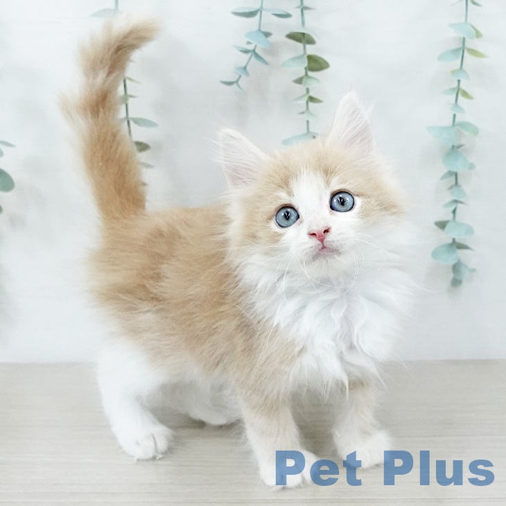 ノルウェージャンフォレストキャット
