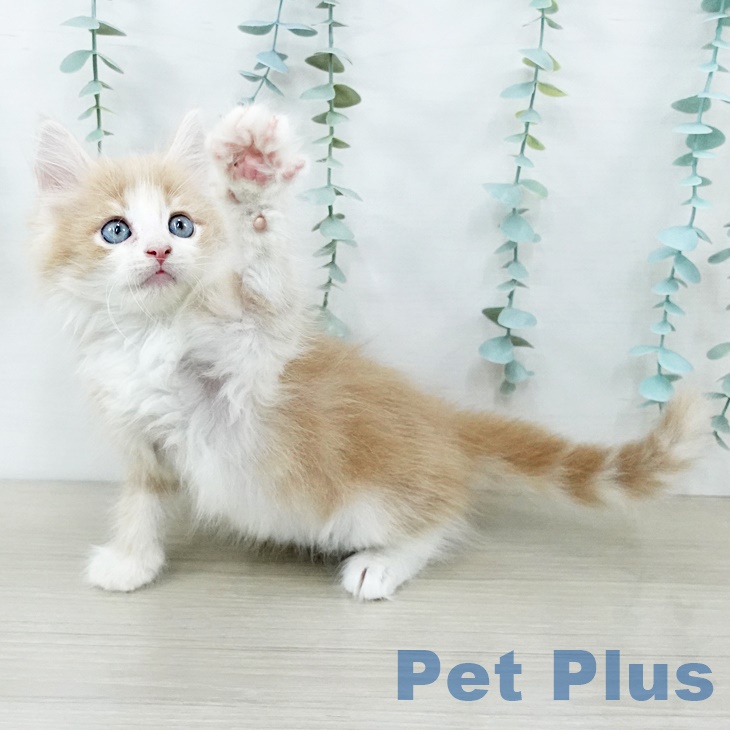 ノルウェージャンフォレストキャットの写真2