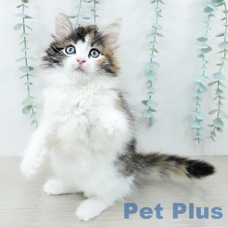 ノルウェージャンフォレストキャットの写真2