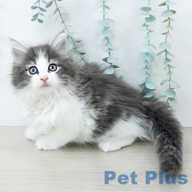 ノルウェージャンフォレストキャットの写真2