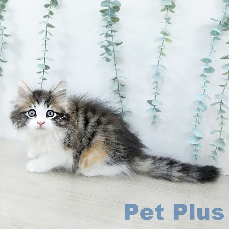 ノルウェージャンフォレストキャットの写真2