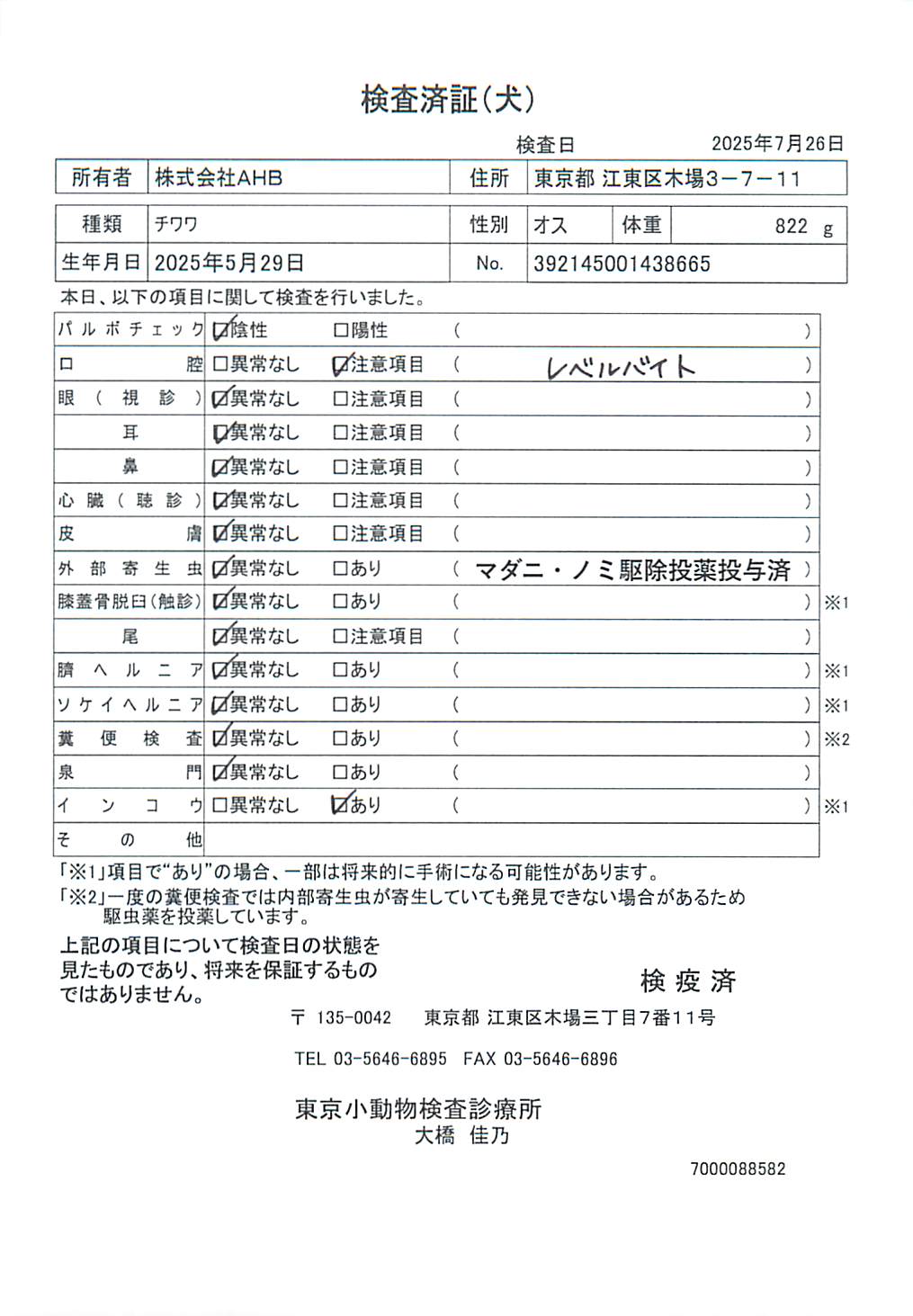チワワ