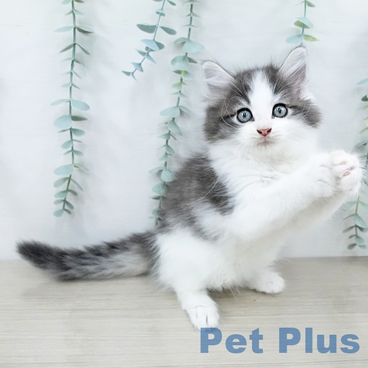 ノルウェージャンフォレストキャット