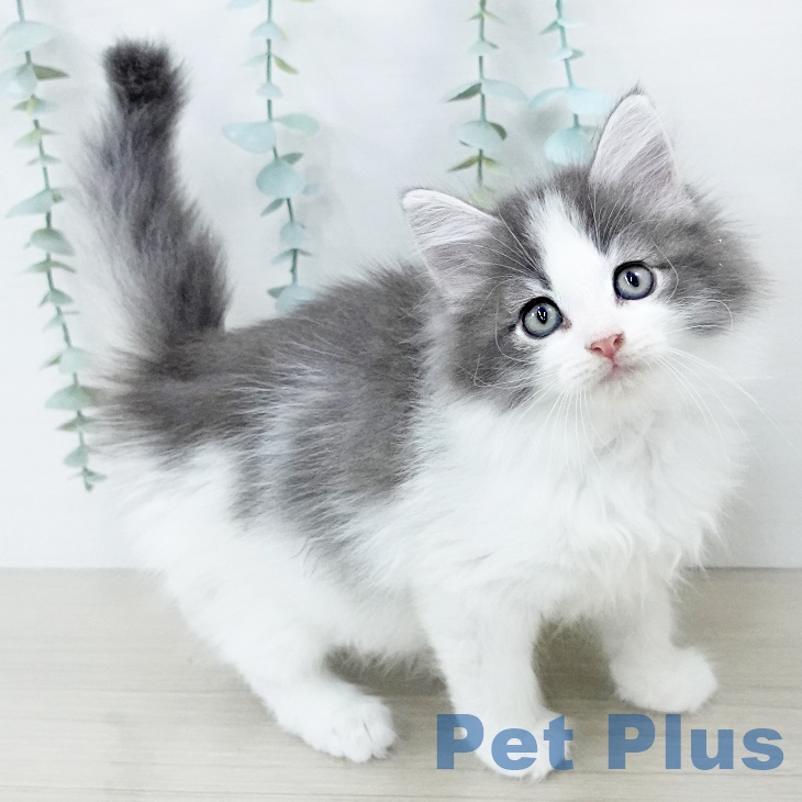 ノルウェージャンフォレストキャットの写真2