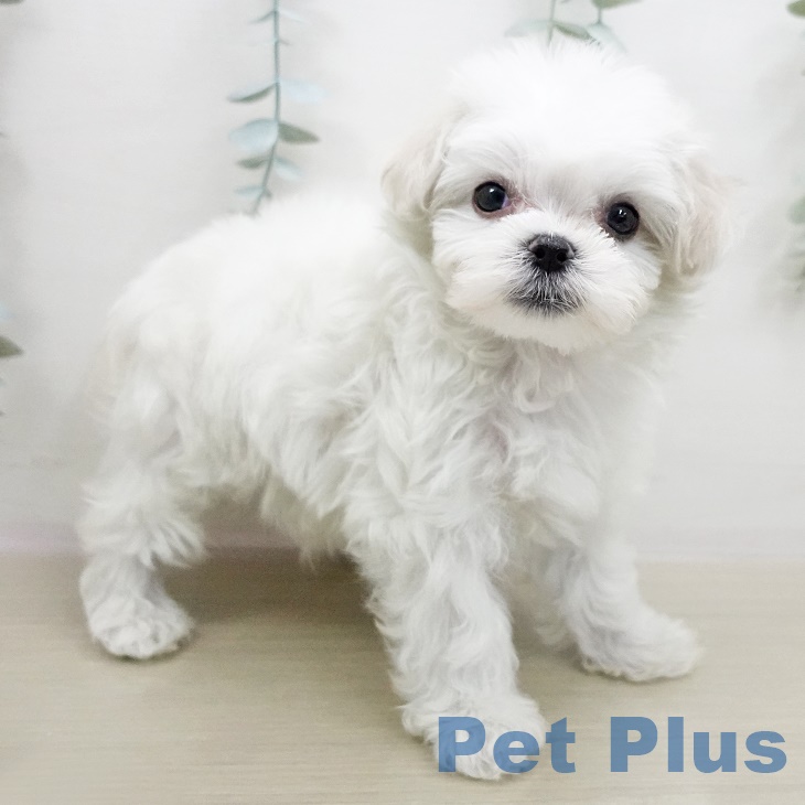 埼玉県のマルチーズ (ペットプラス新座店/2025年5月30日生まれ/男の子/ホワイト)の子犬