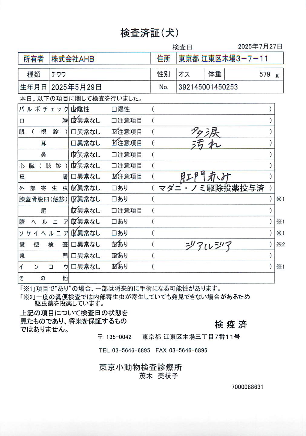 チワワ