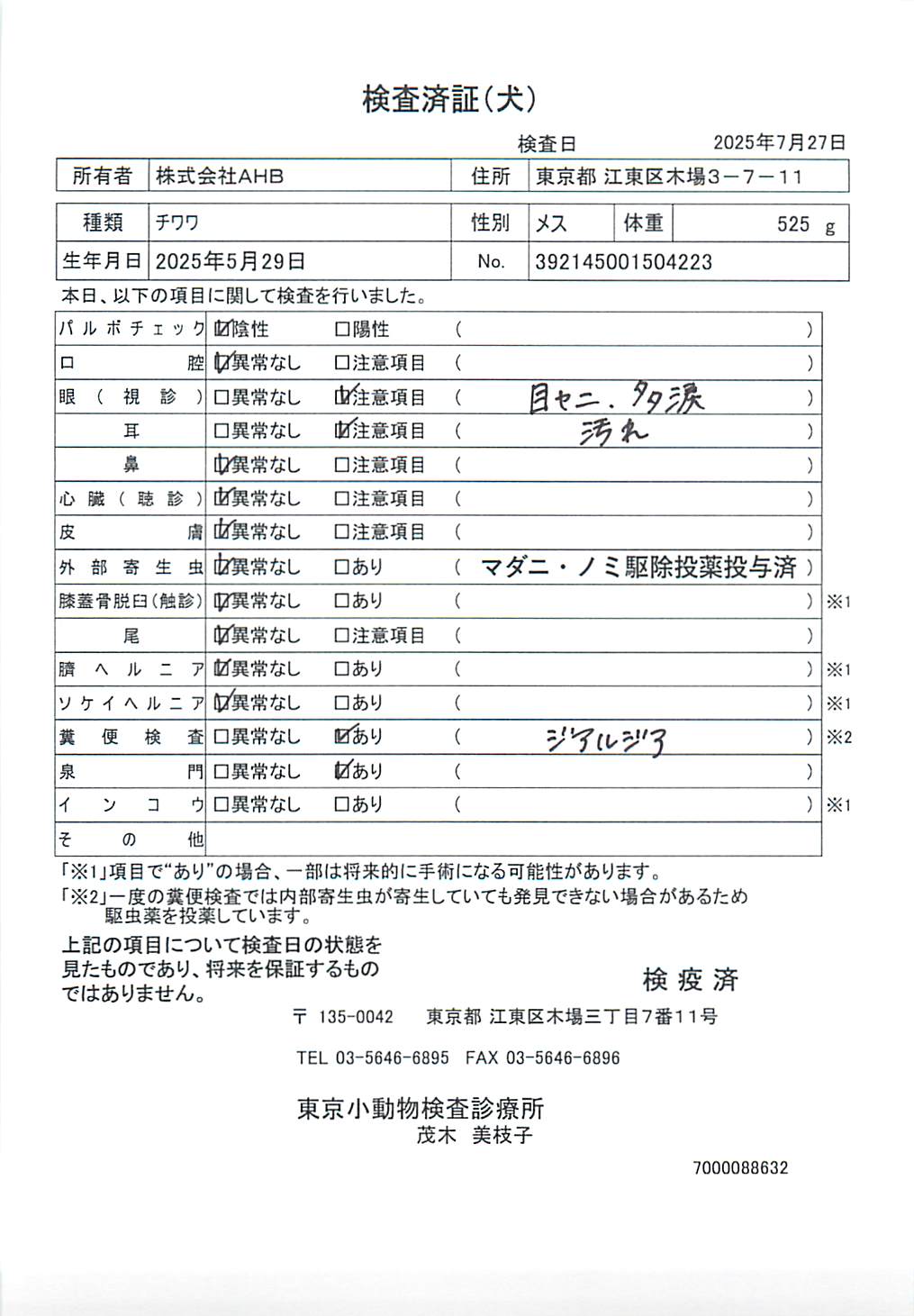 チワワ