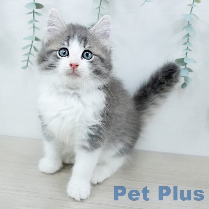 ノルウェージャンフォレストキャット