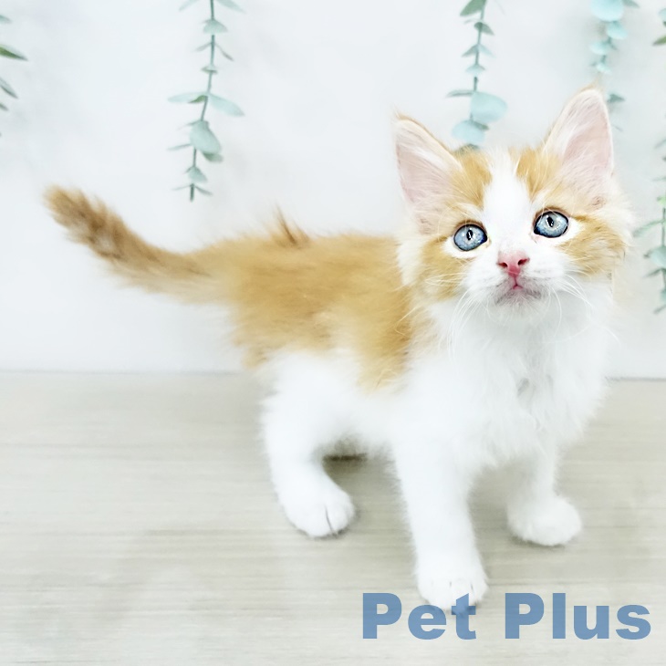 ノルウェージャンフォレストキャットの写真2