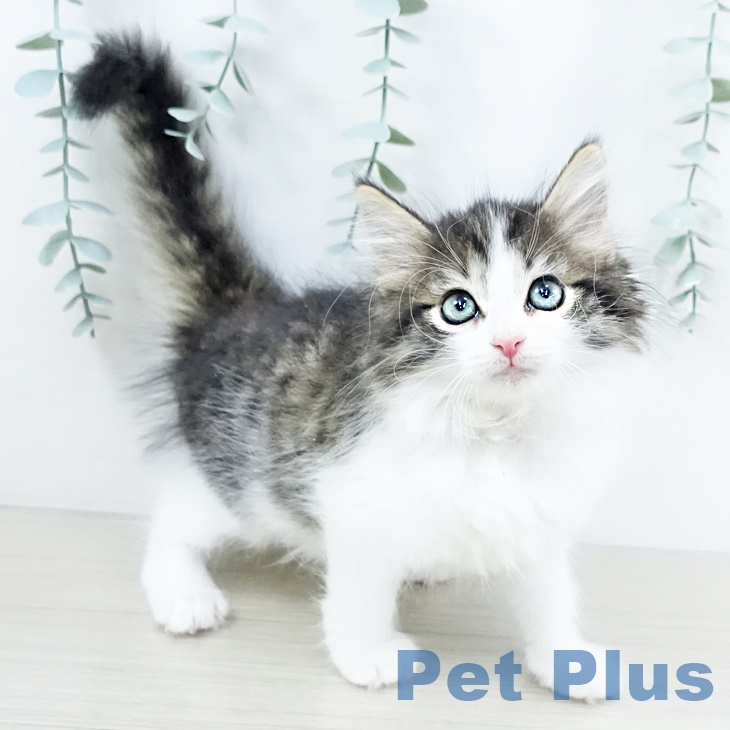 ノルウェージャンフォレストキャットの写真2
