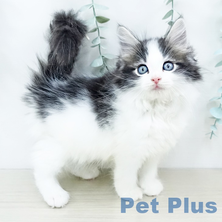 ノルウェージャンフォレストキャットの写真1