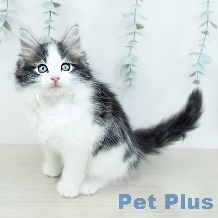 ノルウェージャンフォレストキャットの写真2