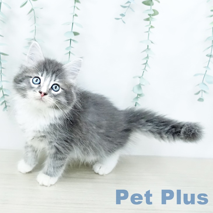 ノルウェージャンフォレストキャットの写真1